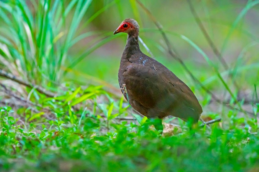 Tillongchang Island Wildlife Sanctuary, Nicobar, Andaman and Nicobar Islands - Vushii.com